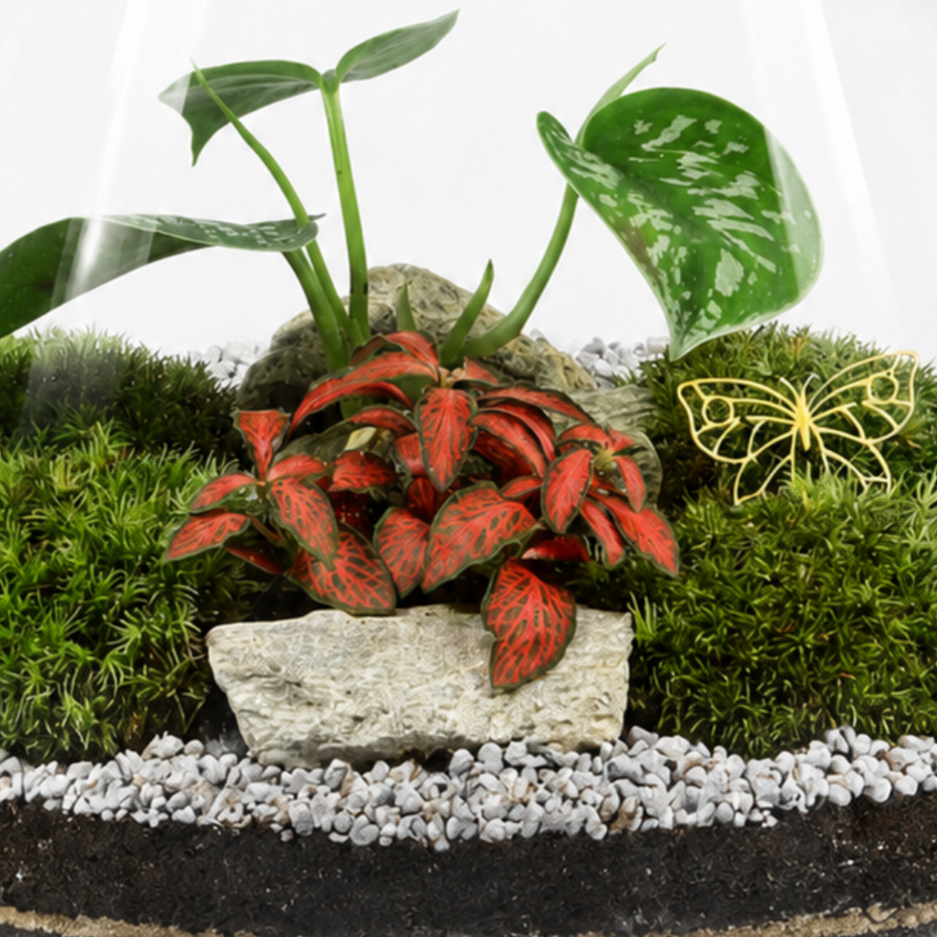 Detail biosféry s bielou alebo červenou fitóniou, scindapsusom, živým machom, prírodnými kameňmi a dekoratívnym štrkom
