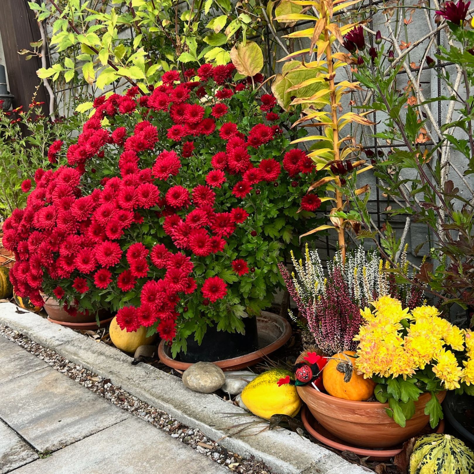 chryzantemy-vresy-tekvice-jesenny-zahon-michaelis-garden