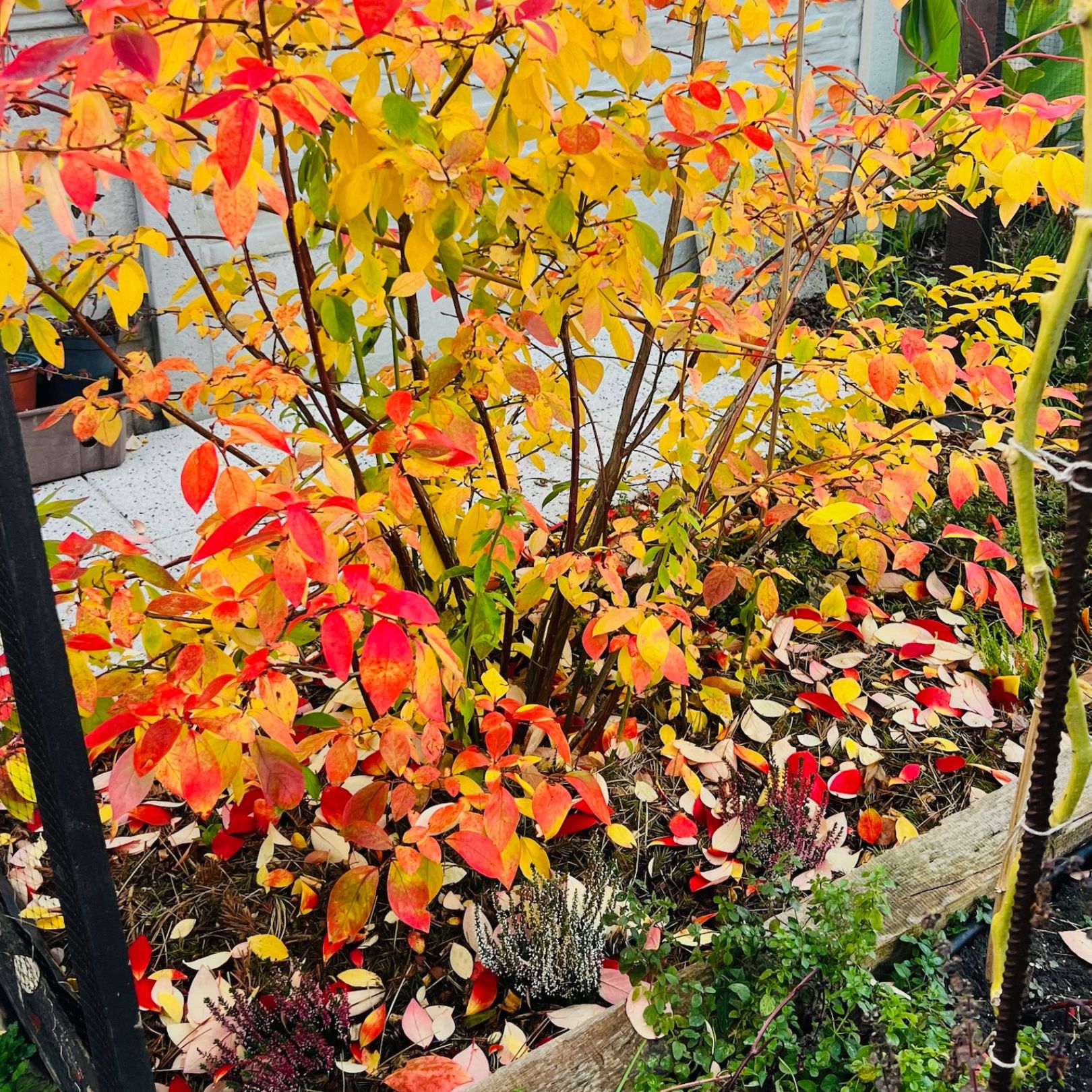 jesenny-zahon-cucoriedka-vresy-listy-michaelis-garden