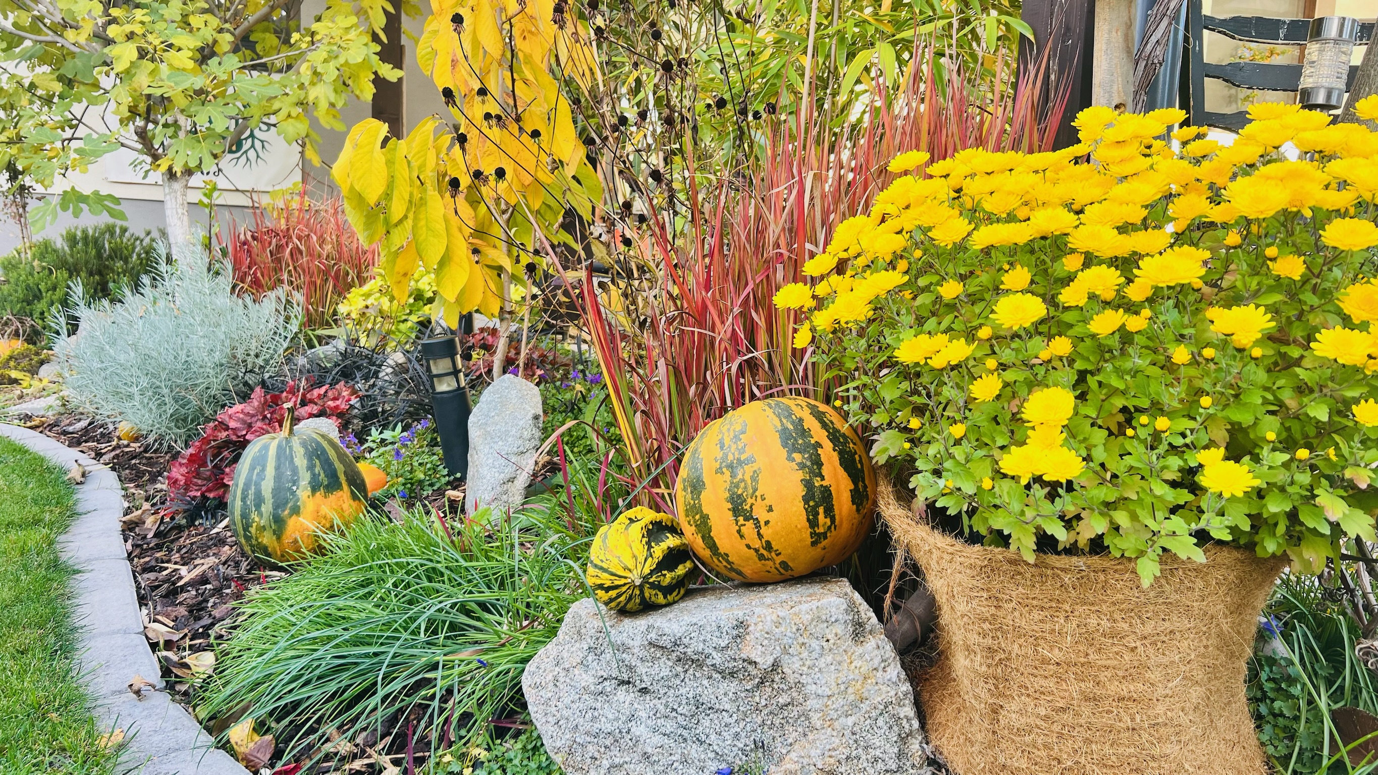 zlte-chryzantemy-tekvice-jesenna-zahrada-michaelis-garden
