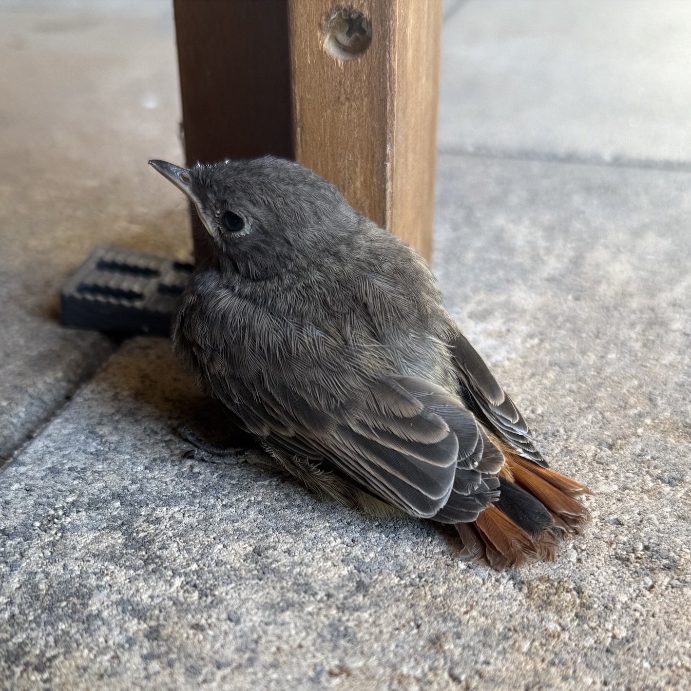 mlada-zltochvosta-na-zemi-michaelis-garden-zahrada