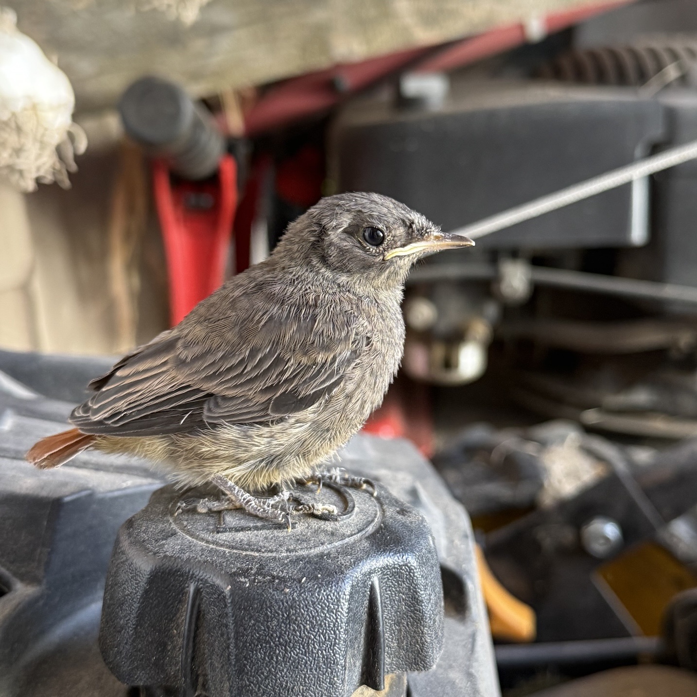 mlady-vtacik-zltochvost-na-stroji-michaelis-garden