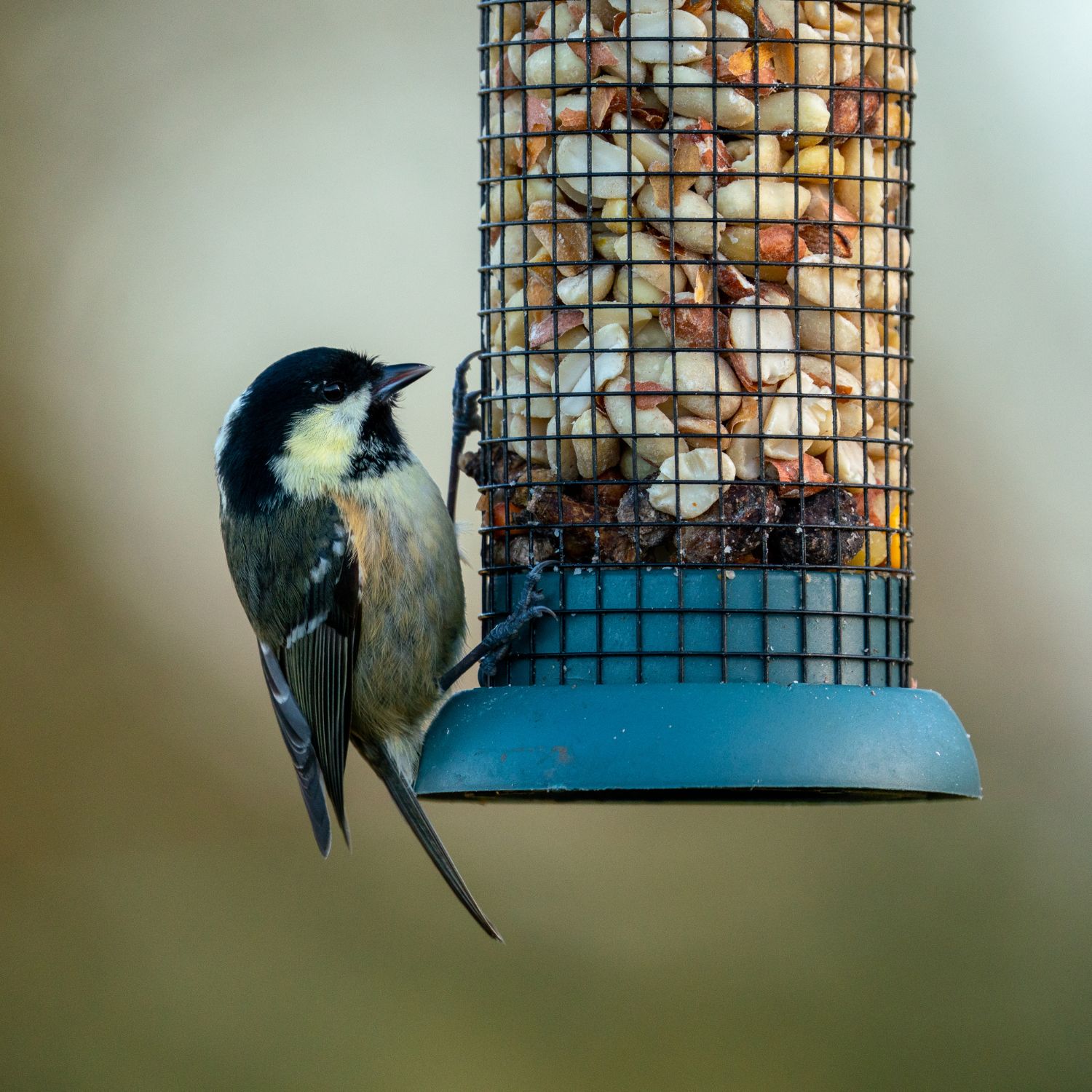 sykorka-na-krmidle-s-orechmi-priroda