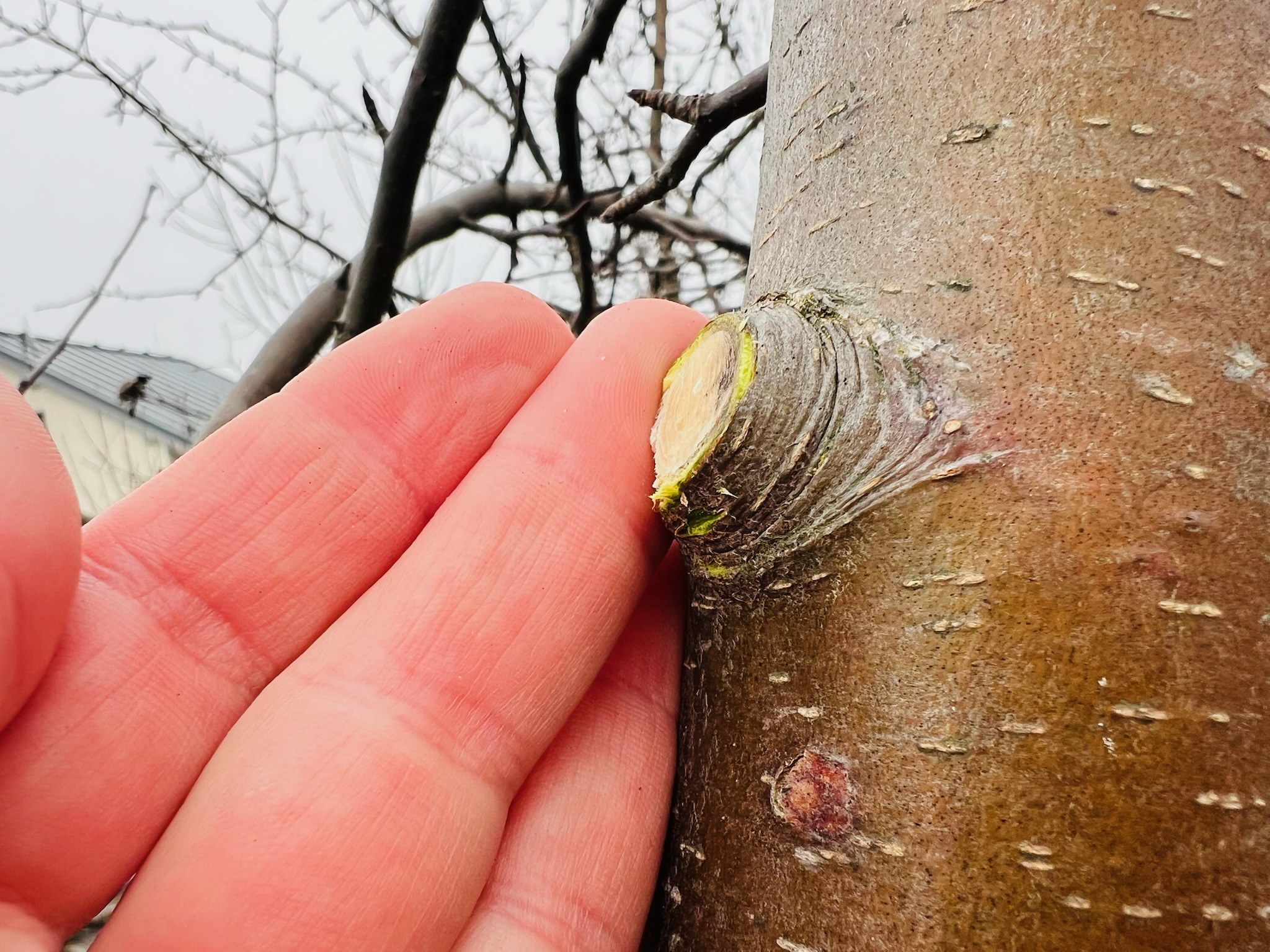 rez-na-vetvovy-kruzok-michaelis-garden