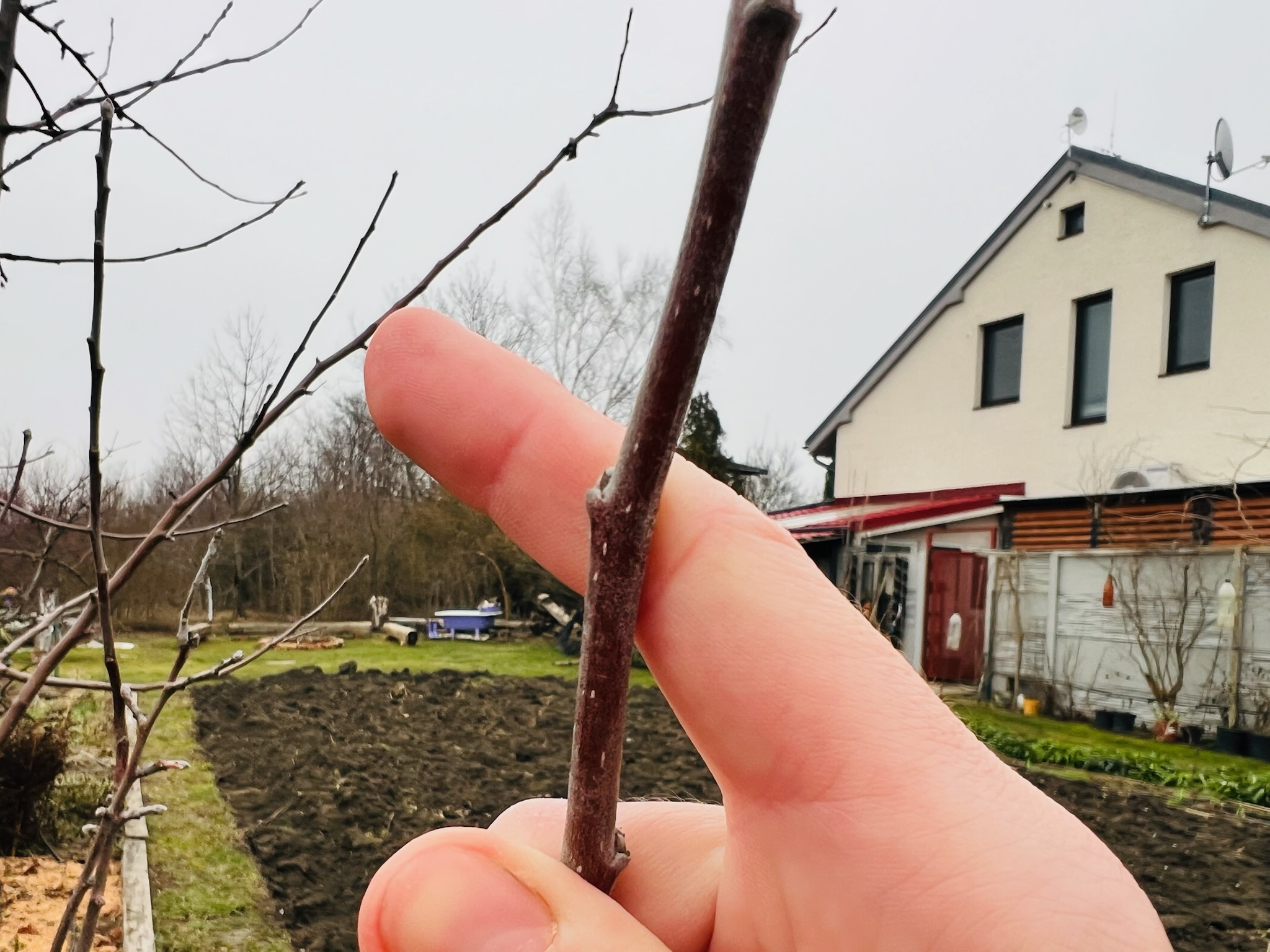 spracovanie-mladych-vyhonov