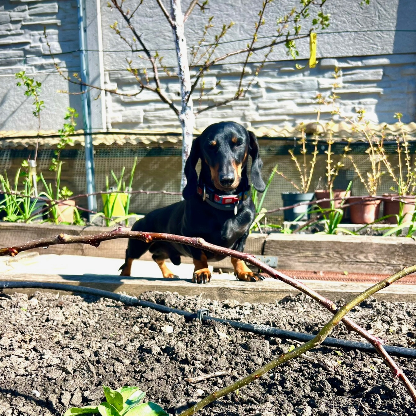 harvy-jazvecik-v-zahrade-prutena-zabrana-michaelis-garden