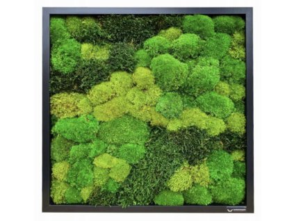 Obraz z vankúšovitého a plochého machu v čiernom ráme 50 × 50 cm