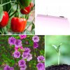 LED grow lampa 50W – použitie pri paprikách, kvitnúcich rastlinách a mladých sadeniciach