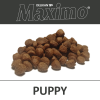 F1D D Maximo Puppy VZ 1200px web