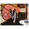Běhací pás pro velké psy DOG PACER LF 3.1
