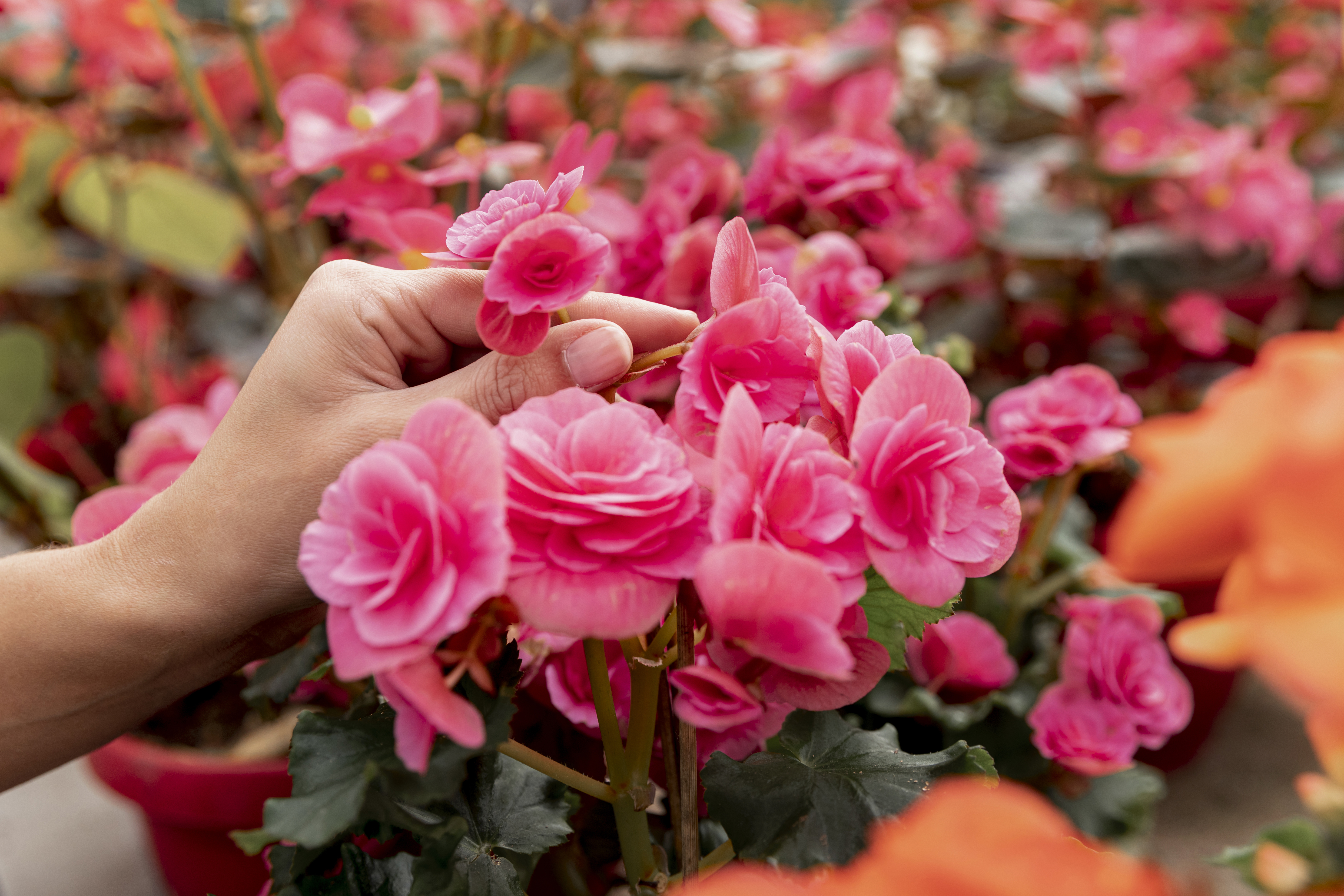market-flower-concept-with-florist-close-up
