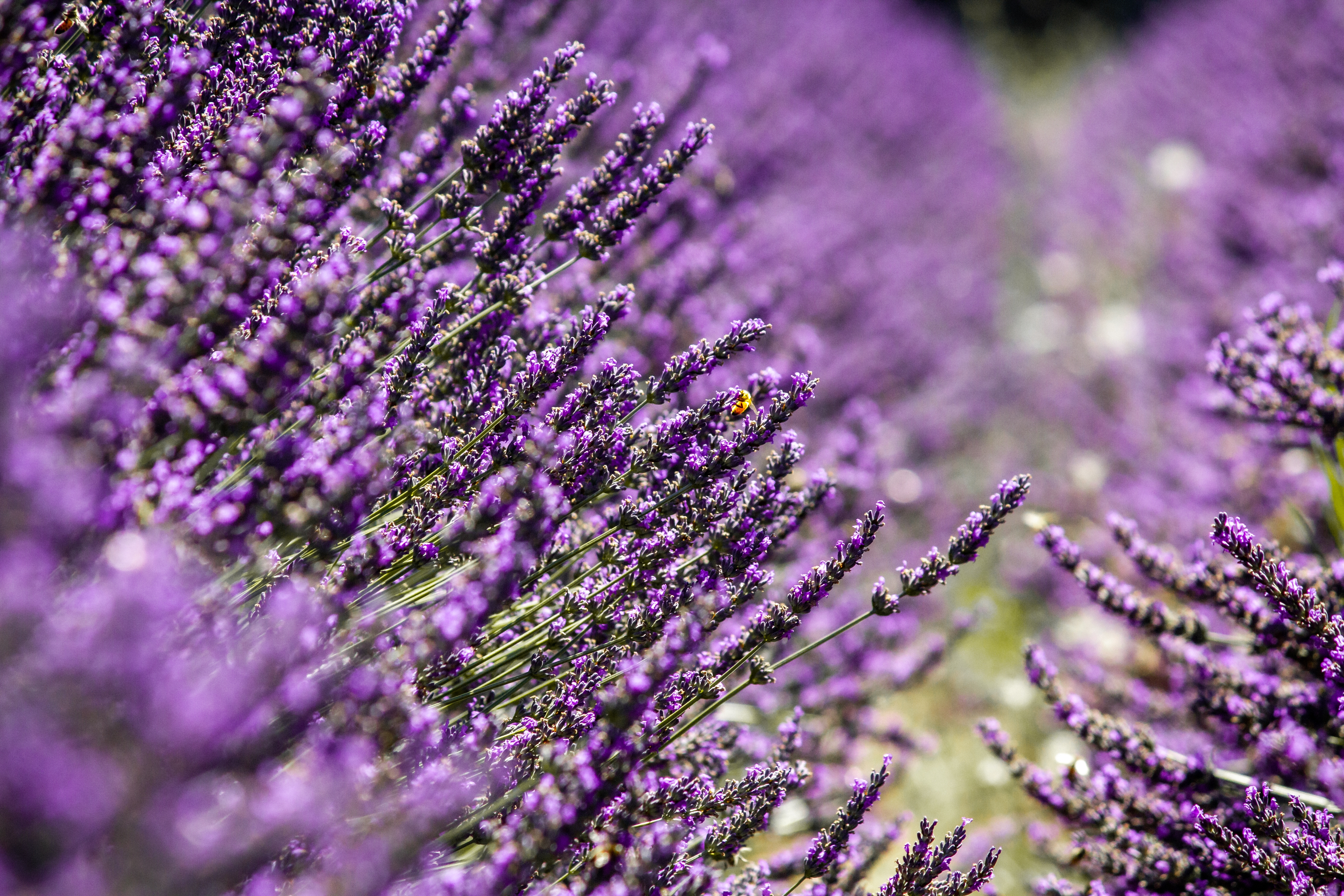purple-lavandula-flowering-plants-growing-middle-field
