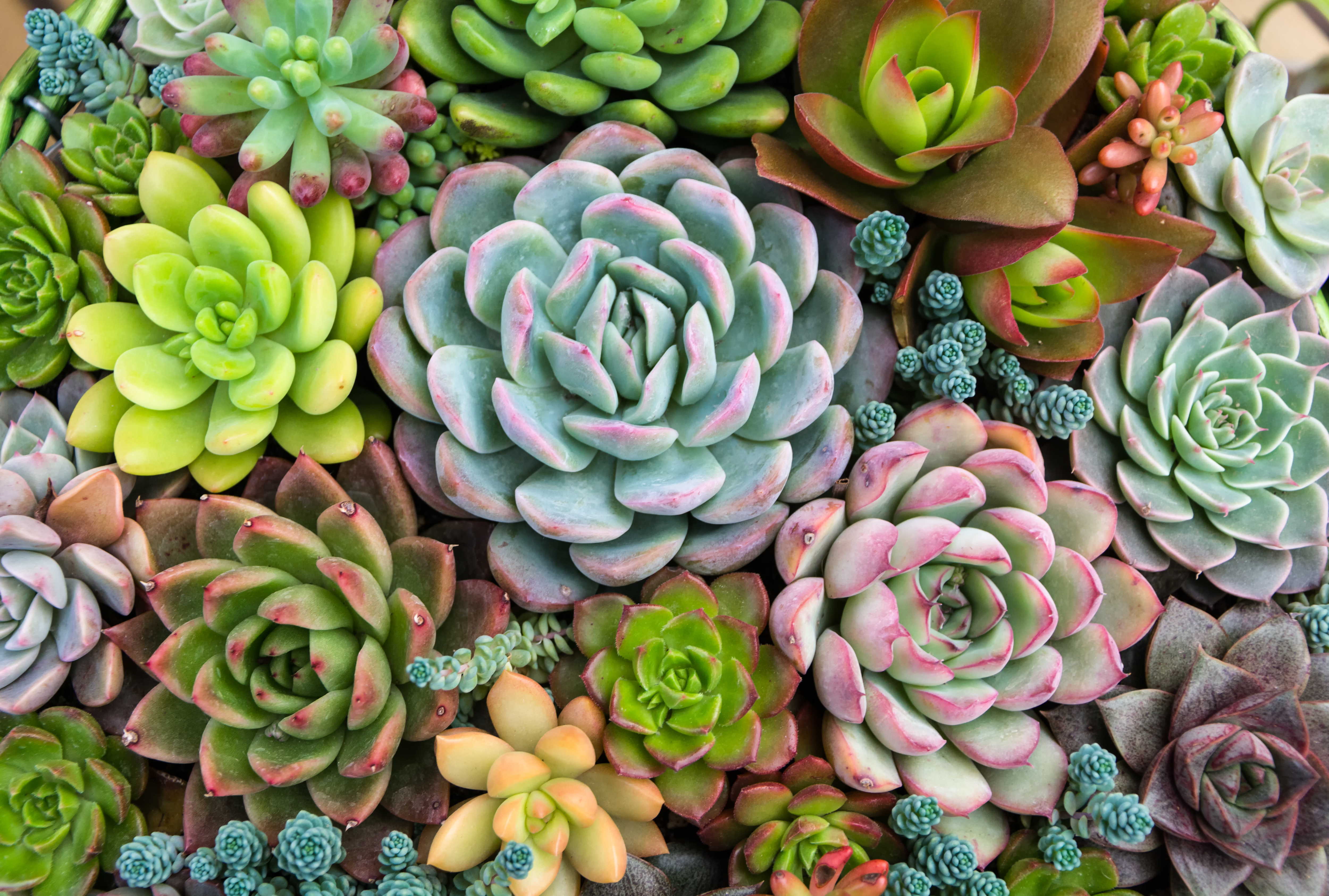 rectangular-arrangement-succulents-cactus-succulents-planter