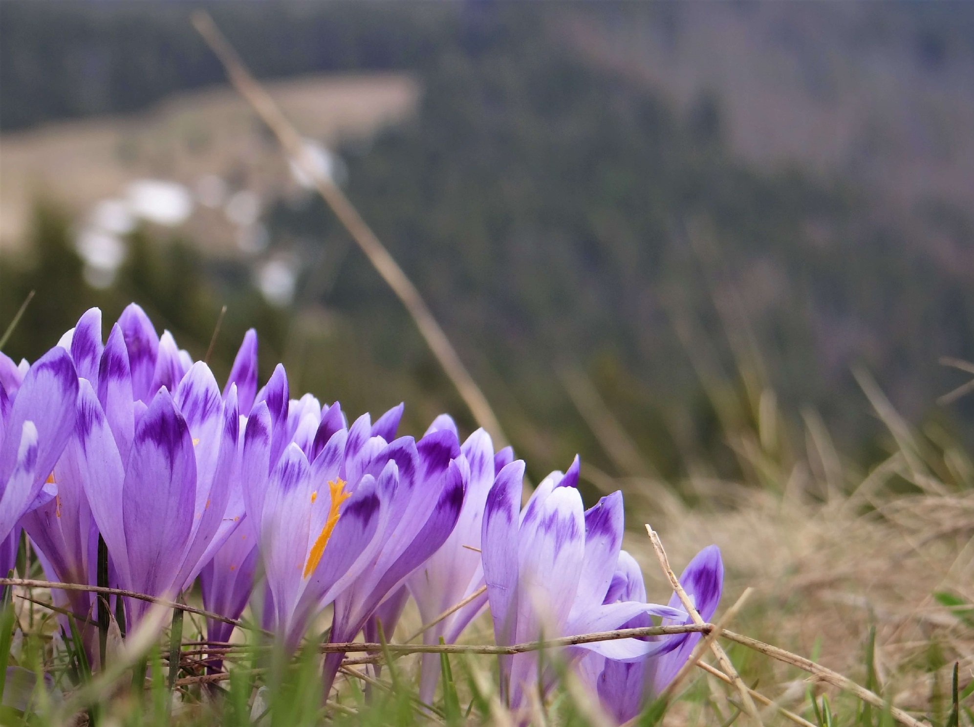 Březen - probouzení zahrady a co neopomenout 🌿🌸🔥
