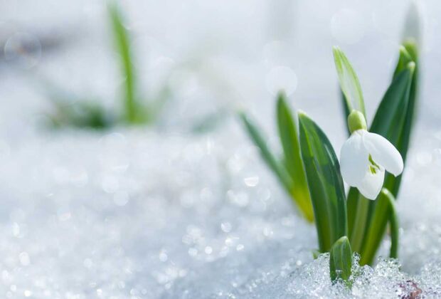 Únor na zahradě: 3 nejdůležitější tipy, aneb kdo je připraven, není překvapen!
