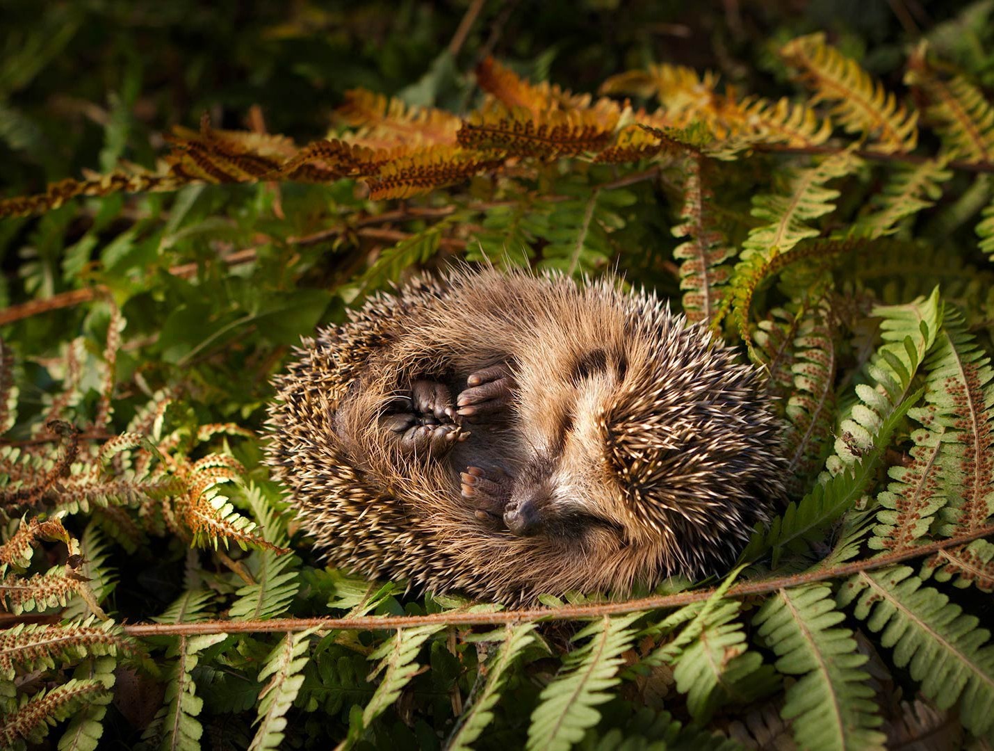Listopad v zahradě - Světlo svíček, ježci v listí i první sníh.