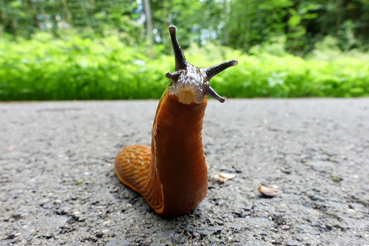 Slimáci vs. Corten: Konec hladovým vetřelcům!