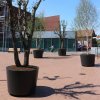 Raadhuisplein Boxmeer, Botanic group (5)