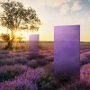 KNUMOX violett Glas Sichtschutz Garten DesignPV2cZiM8Cs8qN