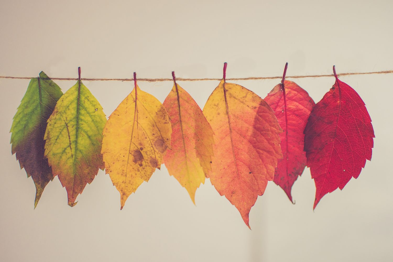 Dvoufázové barvení 