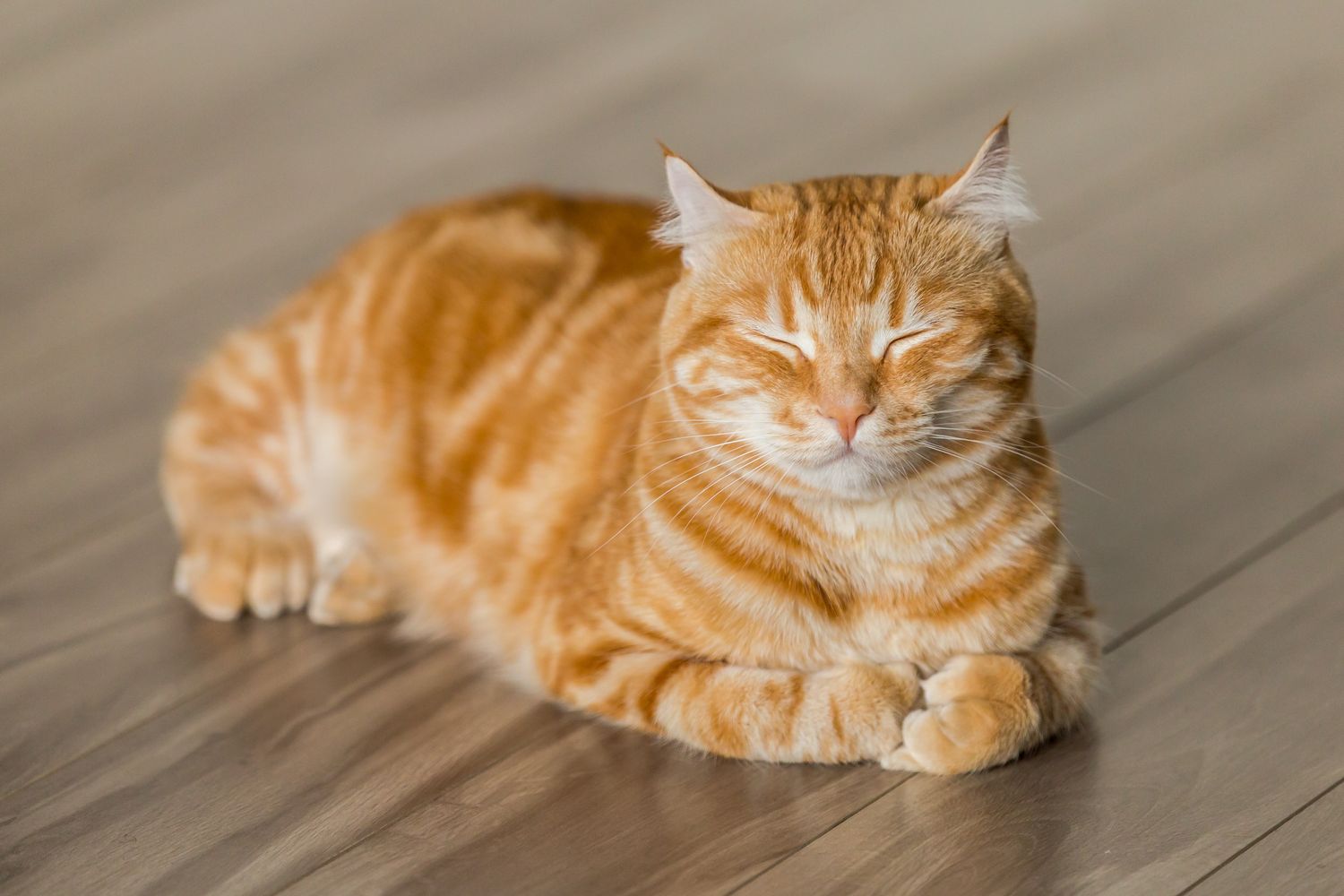 Henna a vlasová péče