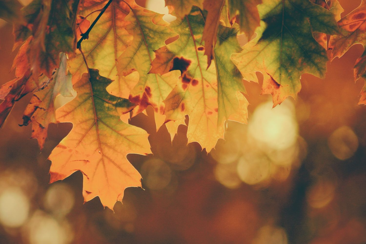 Podzim ve vašich vlasech