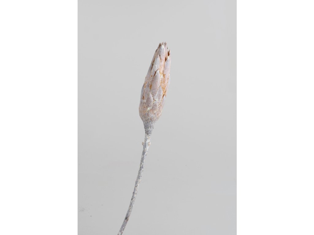 *Repens bud krém vintage  S/40 VN