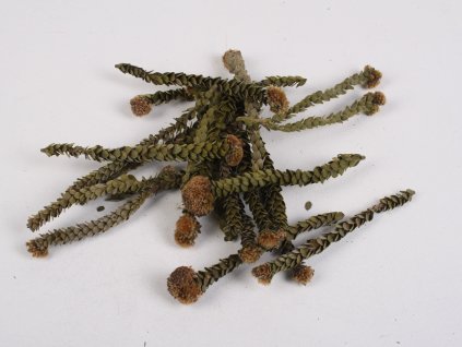 PF BUXGP Buxifolia Green (Potpourri) Pieces