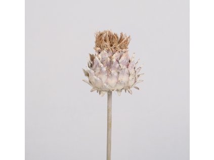 *Artičoky krém S/5