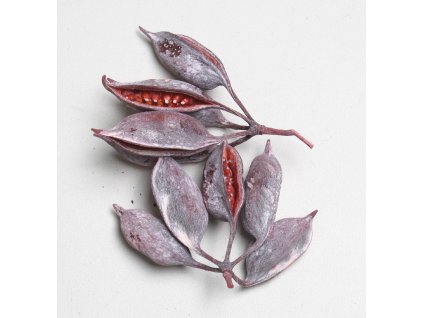 *Brachyciton červený 200g