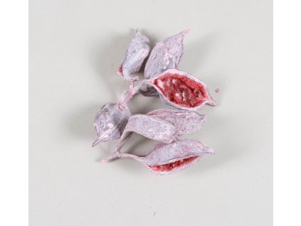 *Brachyciton erika 200g