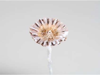 *Compacta flower vintage S/10