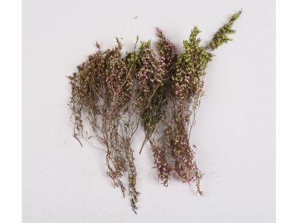 *Erika Deliciosa 60g