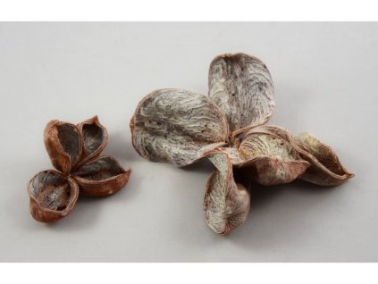 *Land lotos oranž. matná S/18