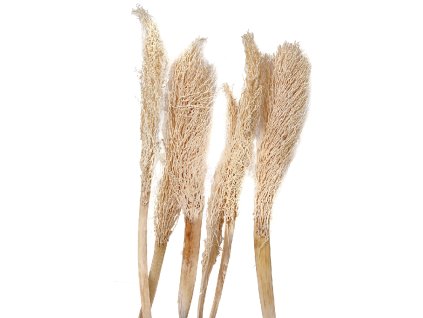 *Palm jhar S/8 biely