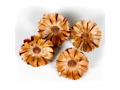 *Repens 6-7cm hlavy S/20