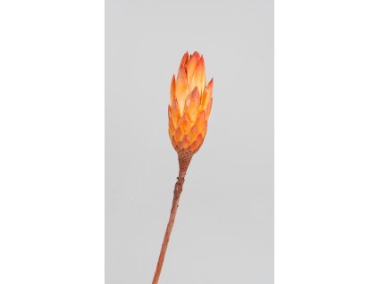 *Repens bud oranž S/9