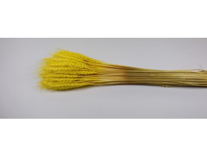 Triticum žltá