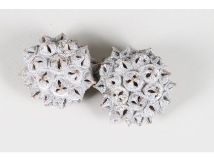 B 10KWWL Spidergum Knobs White Washed Loose