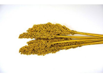 RESIndian corn zlta S9