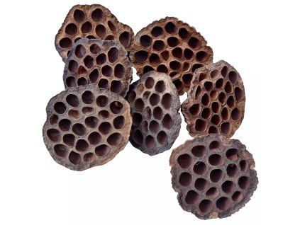 40 06 Lotus Pod