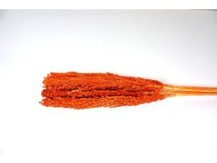 RESIndian corn oranz. S5