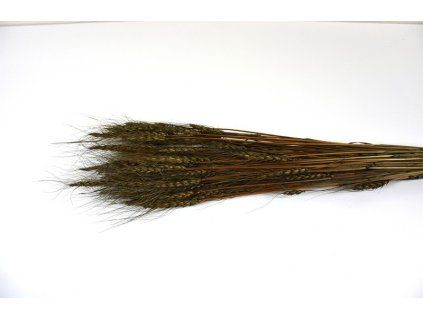 RESTriticum siva