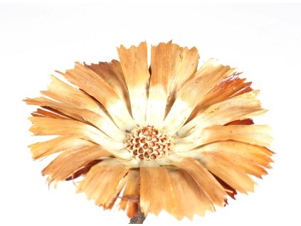 Repens 8 9cm Rosette Cream