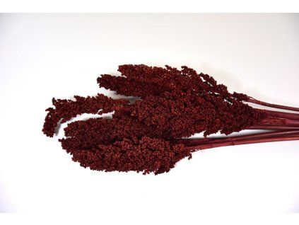 RESIndian corn cervena S9