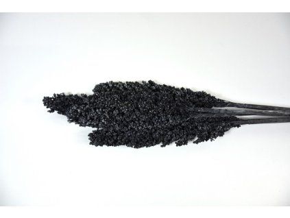 RESIndian corn seda S5