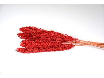 RESIndian corn cerv. S5