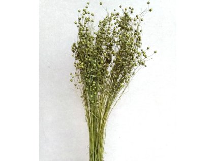 REStishi grass zelená