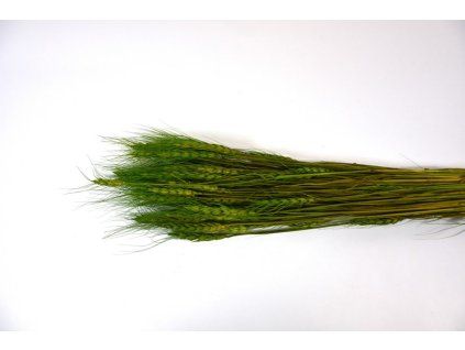 RESTriticum zelena nova