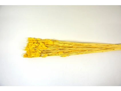 RESNigella orientalis zlta 50g